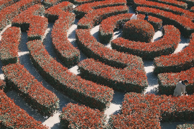 Aerial view of an intricate garden labyrinth with vibrant red flowering hedges and winding paths, symbolizing the contemplative journey of mindfulness therapy